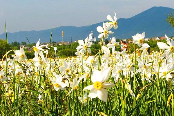 долина нарцисів Закарпаття фото