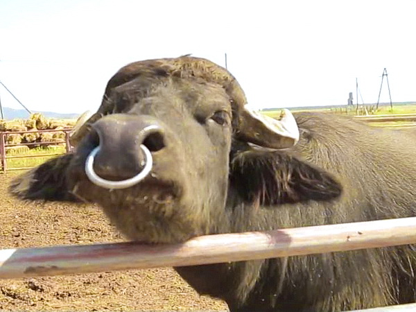Виноградів ферма Карпатський буйвіл