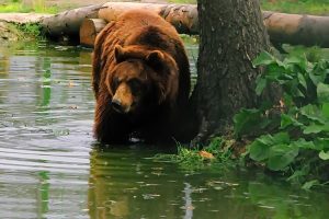 ребілітаційний центр бурих ведмедів в Закарпатті