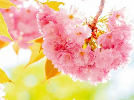Цвітіння сакури в Ужгороді 2019