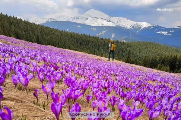 крокуси на Кукулі