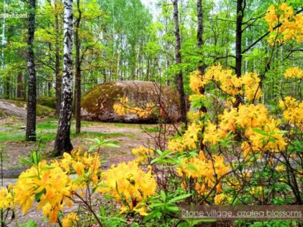 Кам'яне село, цвітіння азалії / Каменное село, цветение азалии