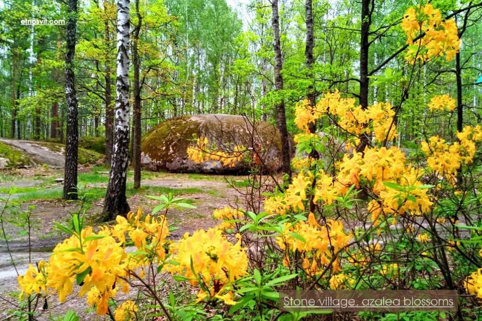 Кам'яне село, цвітіння азалії / Каменное село, цветение азалии