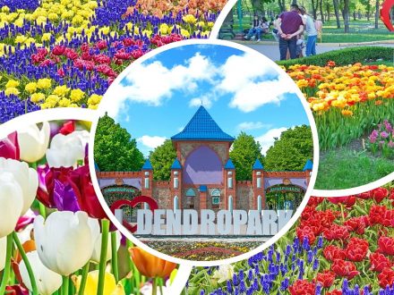 Цветение тюльпанов, Дендропарк в Кропивницком